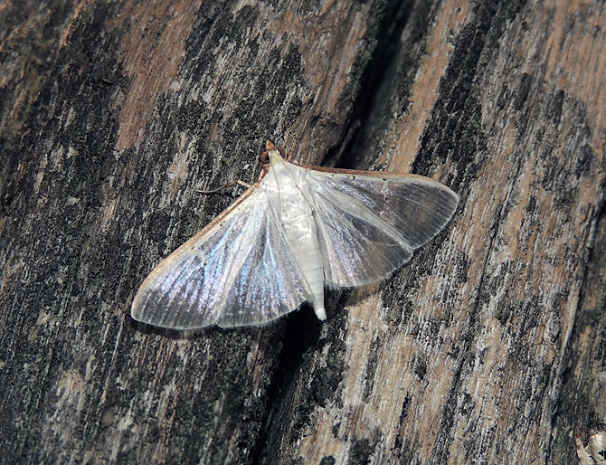 Palpita vitrealis Crambidae